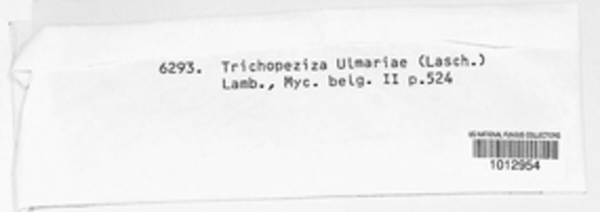 Trichopeziza ulmariae image